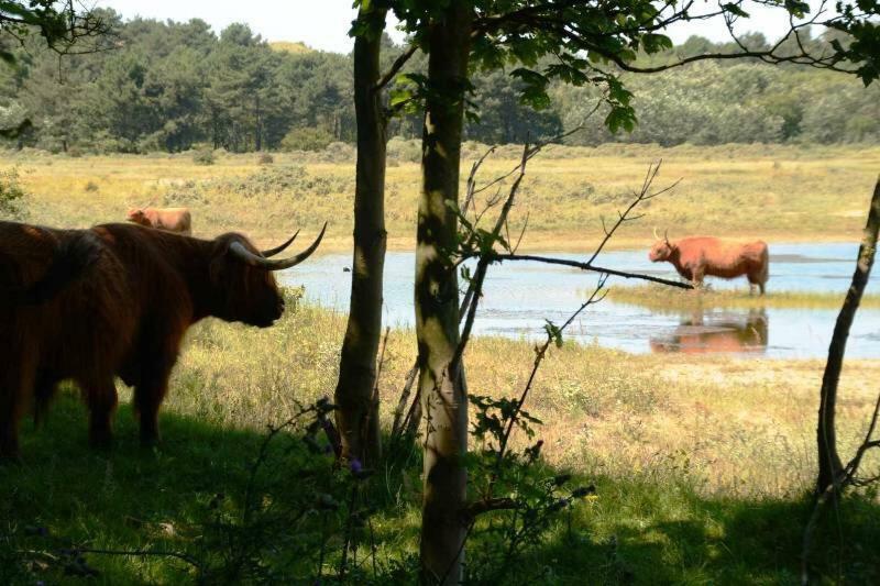La Tulipe Lejlighed Egmond aan den Hoef Eksteriør billede
